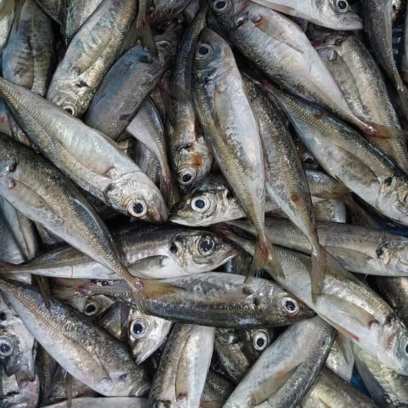 Chinchard congelé Atlas Pelagic