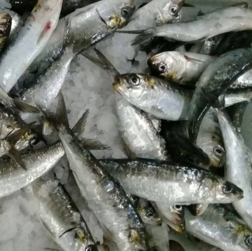 Sardine Entière congelée Atlas Pelagic