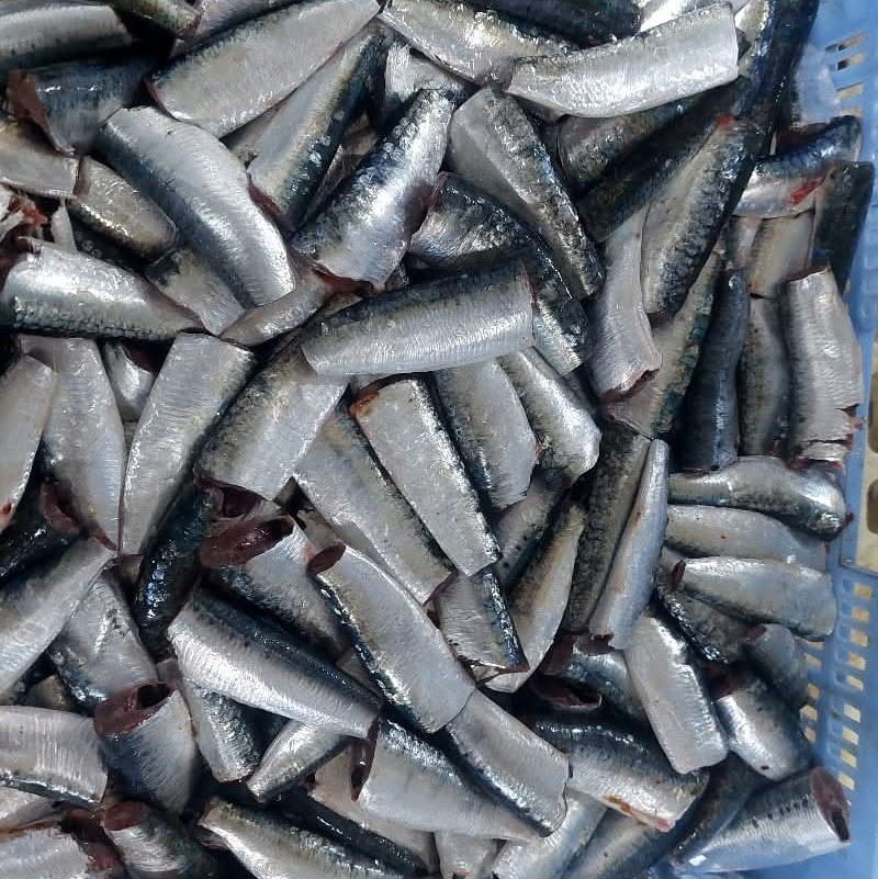 Sardine HGT (étêtée et vidée) Atlas Pelagic