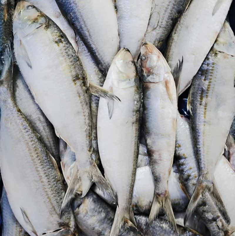 Sardinelle congelée Atlas Pelagic