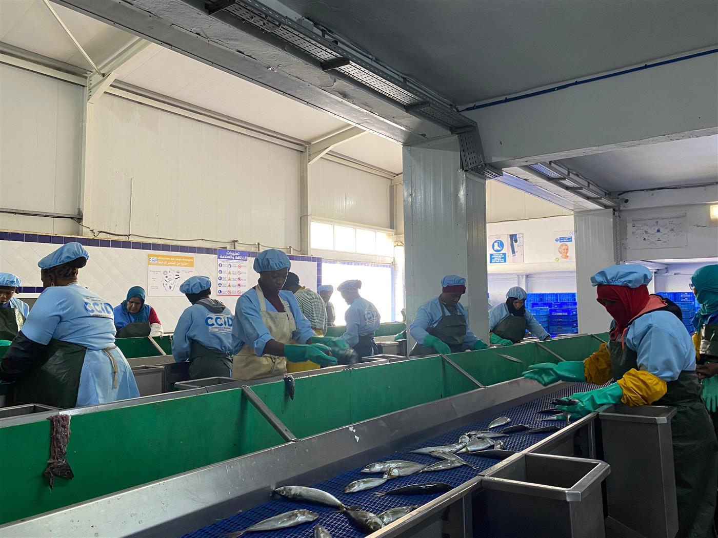 Ligne de production Atlas Pelagic — tri et préparation des poissons pélagiques