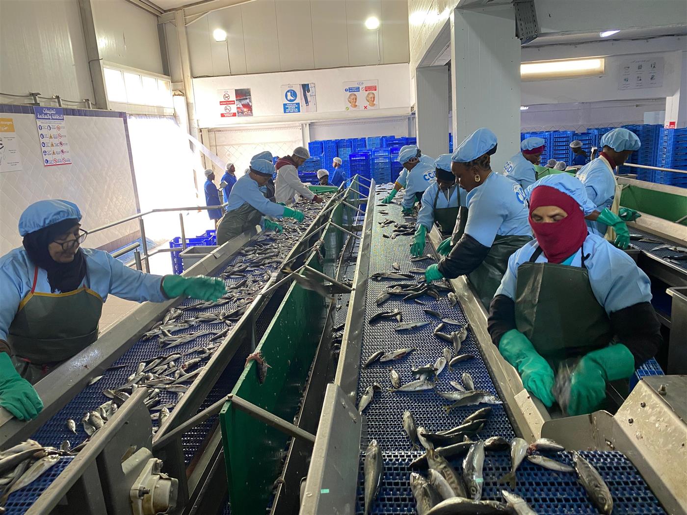 Stockage en caisses avant congélation, Atlas Pelagic